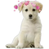 Perritos con corazones 12