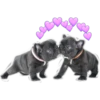 Perritos con corazones 16