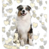 Perritos con corazones 17
