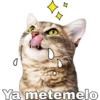 Gatitos. 15