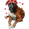 Perritos con corazones 20