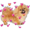 Perritos con corazones 21
