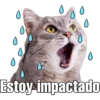 Gatitos. 19