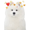 Perritos con corazones 22