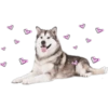 Perritos con corazones 23