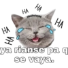 Gatitos. 21