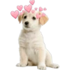 Perritos con corazones 24