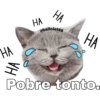 Gatitos. 24