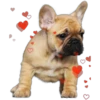 Perritos con corazones 25