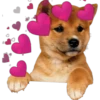 Perritos con corazones 27