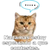 Gatitos. 26