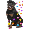 Perritos con corazones 28