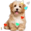 Perritos con corazones 29