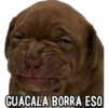 GUACALA BORRA ESO
