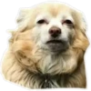 Perritos UwU 5