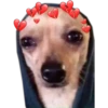 Perritos UwU 6