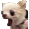 Perritos UwU 7