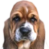 Perritos UwU 9