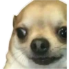 Perritos UwU 10