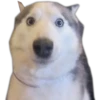 Perritos UwU 11