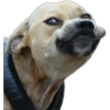 Perritos Random 1 11