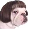 Perritos Random 1 13
