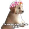 Perritos UwU 12