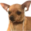 Perritos UwU 13