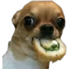 Perritos UwU 16
