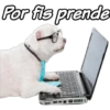 Por fis prende