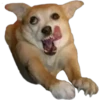 Perritos Random 1 22