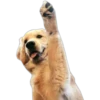 Perritos UwU 17