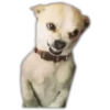 Perritos UwU 18