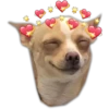 Perritos UwU 20