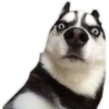 Perritos UwU 22
