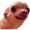 Perritos UwU 23