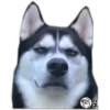 Perritos UwU 25