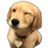 Perritos UwU 27