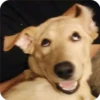 Perritos Random 1 30