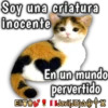 Cats Reactions 5