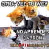 Cats Reactions 6