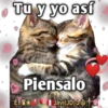 Cats Reactions 8