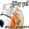 Cats Reactions 9