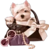 》Dogs 🐶《 12