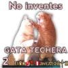 Cats Reactions 15