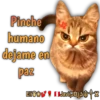 Cats Reactions 16