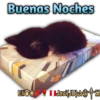 Cats Reactions 17