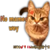 Cats Reactions 18