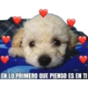 Cachorro Enamorado 6