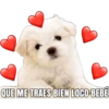 Cachorro Enamorado 7